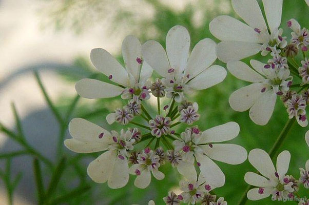 Coriandrum sativum / Echter Koriander    VI-VII