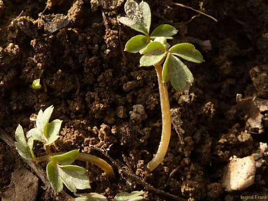 10.03.2012-Adoxa moschatellina - Moschhuskraut, Bisamkraut