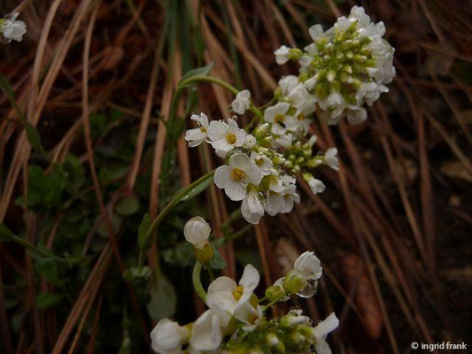 Noccaea montana / Berg-Täschelkraut    IV-V