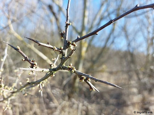 03.03.2024, Weingarten, Hecke auf dem Panzerbuckel: Prunus spinosa / Schlehe