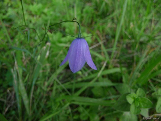 Campanula rotundifolia / Rundblättrige Glockenblume VI-IX