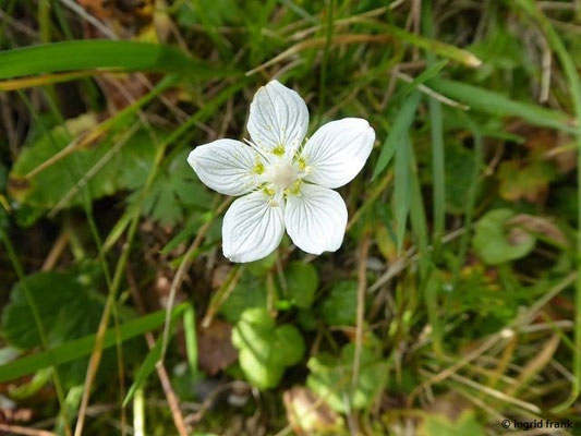 Parnassia palustris / Sumpf-Herzblatt    VII-IX