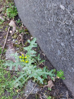 Senecio vulgaris / Gewhnliches Greiskraut (08.02.2026; Paris, Friedhof Père Lachaise)