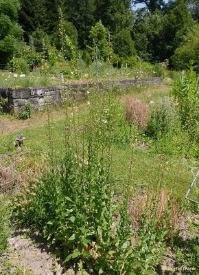 Verbascum blattaria - Schaben-Königskerze  (20.06.2022; Botanischer Garten der Universität Konstanz))