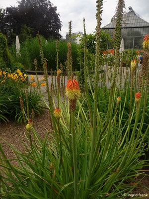 Kniphofia triangularis / Orangefarbene Fackellilie (11.06.2016 - Botanischer Garten Universität Heidelberg)