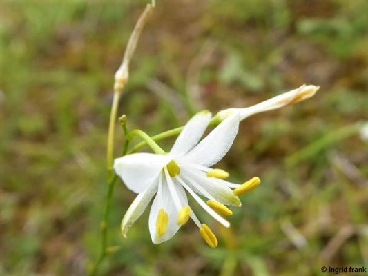 Anthericum ramosum / Ästige Graslilie    (25.08.2020; NSG Digelfeld)    