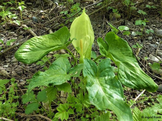 Arum maculatum / Aronstab   (14.05.2017; Baienfurter Wald)