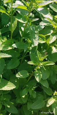 Stachys annua / Einjähriger Ziest  VI-X  (19.06.2026; Botanischer Garten der Universität Ulm)