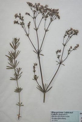 Galium glaucum / Blaugrünes Labkraut  (06/2004; Oberbergen Kaiserstuhl)  (Herbarium Dr. Wolf v. Thun)