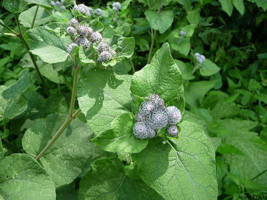 Arctium tomentosum / Filzige Klette    VII-IX