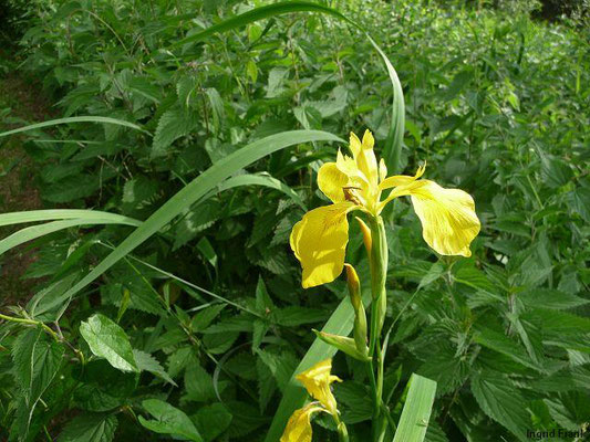 Wasser-Schwertlilie / Iris pseudacorus;  Familie: Schwertliliengewächse / Iridaceae