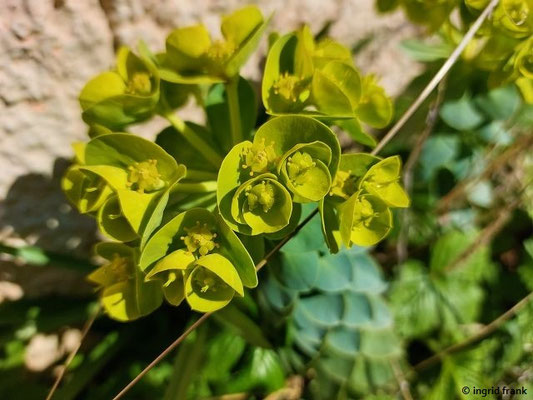 Euphorbia myrsinites / Walzen-Wolfsmilch