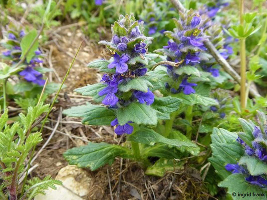 Ajuga genevensis / Genfer Günsel  (10.05.2021; NSG Digelfeld bei Hayingen)