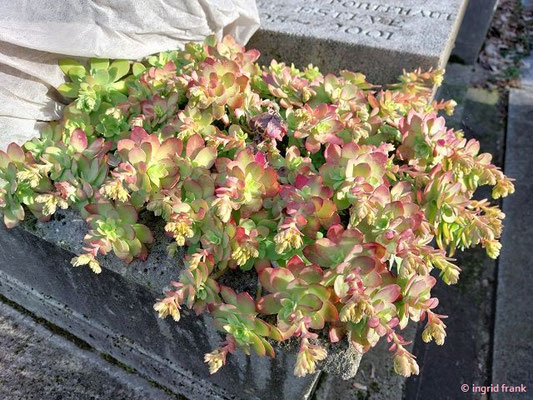 Sedum palmeri