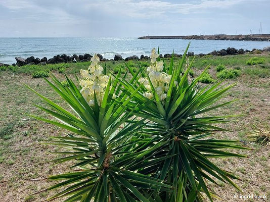 Yucca spec. / Palmlilie-Art