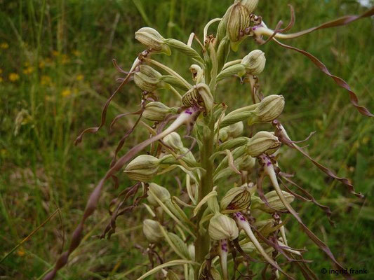 Himantoglossum hircinum / Bocks-Riemenzunge