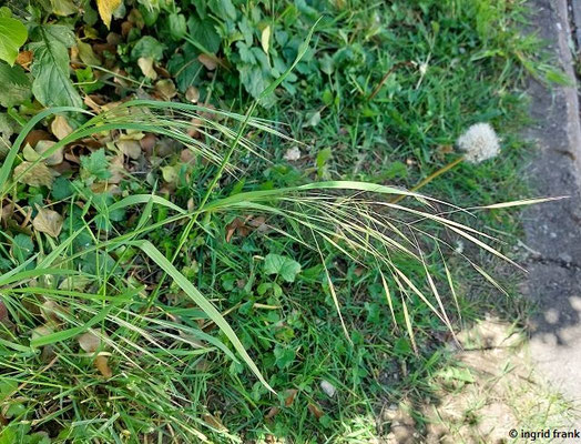 Bromus sterilis / Taube Trespe