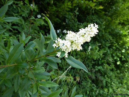 Ligustrum vulgare / Gewöhnlicher Liguster