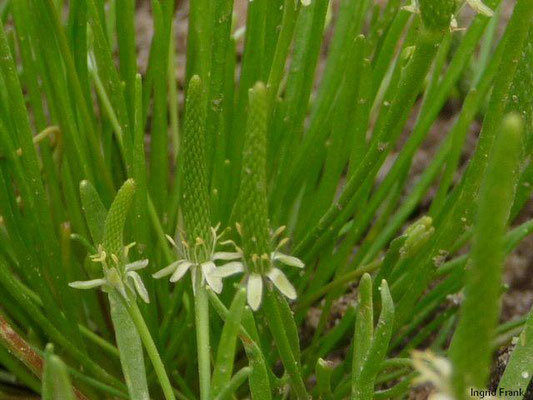 Myosurus minimus / Mäuseschwänzchen (Botanischer Garten Berlin)