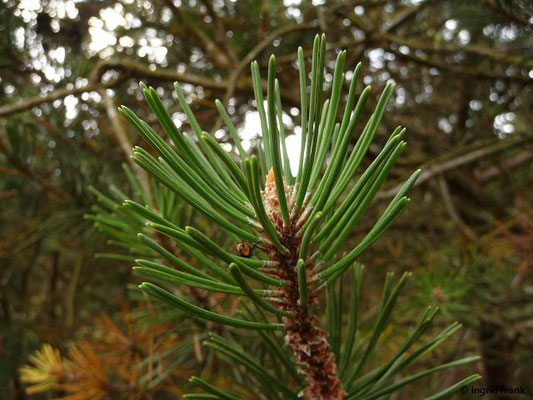 Pinus mugo ssp. mugo / Latschen-Kiefer, Leg-Föhre