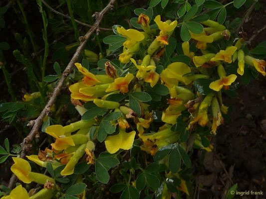 Chamaecytisus ratisbonensis / Regensburger Zwergginster (06.05.2015; Botanischer Garten Dresden)