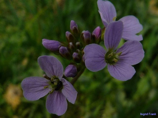 Cardamine pratensis - Wiesen-Schaumkraut