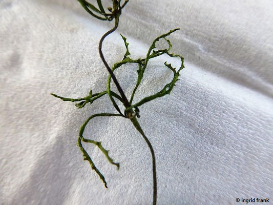 Ceratophyllum demersum / Raues Hornblatt