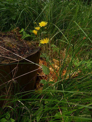 Hieracium lachenalii / Gewöhnliches Habichtskraut    VI-VIII