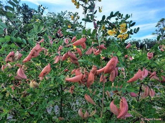 Colutea arborescens / Gewöhnlicher Blasenstrauch    (14.06.2022 - Ravenburg, Parkplatz beim Weststadtfriedhof)