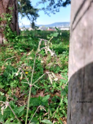 Silene nutans / Nickendes Leimkraut (28.04.2026; NSG Sandhausener Düne, Pferdstrieb)