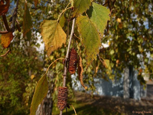20.10.2011: Betula pendula / Hänge-Birke