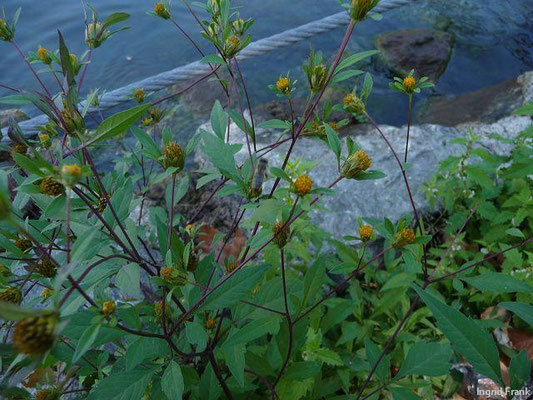 Bidens frondosus - Schwarzfrüchtiger Zweizahn