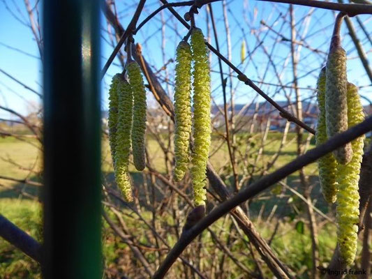 16.01.2020; Rheinebene bei Leimen