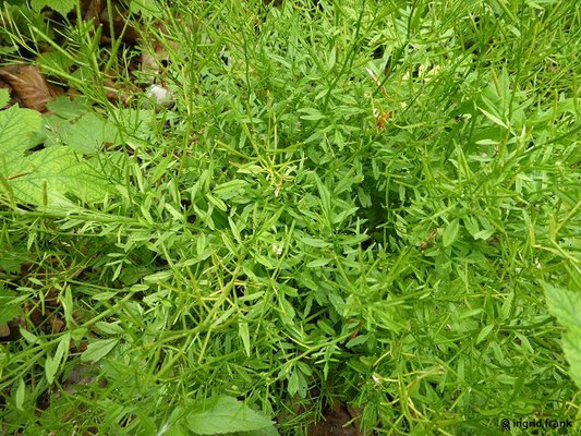 Cardamine impatiens / Spring-Schaumkraut