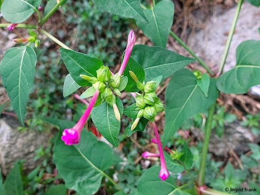Mirabilis jalapa / Wunderblume (30.09.2025; Sizilien, Sávoca, Straßenrand)