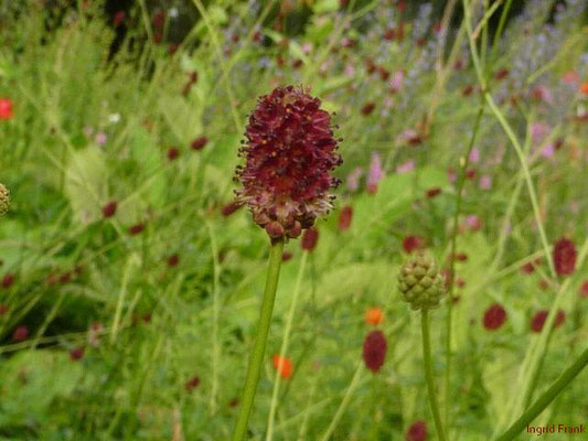 Sanguisorba officinalis / Großer Wiesenknopf  (20.06.2012; Weihnehim, Schlosspark, Heilkräutergarten)