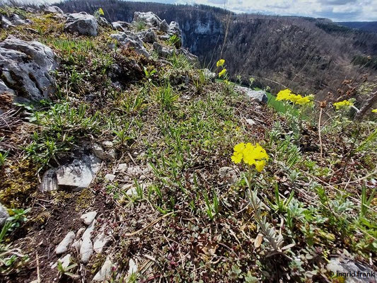 Alyssum montanum ssp. montanum / Berg-Steinkraut  (02.04.2024; auf dem Schaufelsen bei Neidingen)