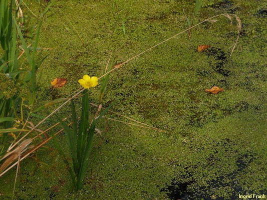 Ranunculus lingua / Zungen-Hahnenfuß