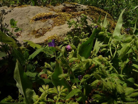 Pulmonaria mollis / Weiches Lungenkraut   (Botanischer Garten Dresden)