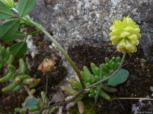 Trifolium campestre / Feld-Klee    VI-IX