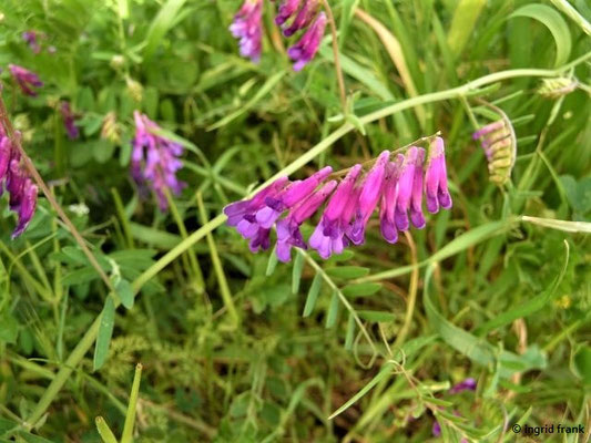 Vicia glabrescens / Bunte Wicke
