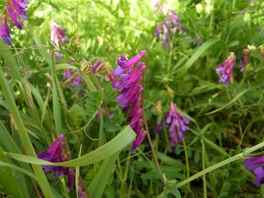 Vicia glabrescens / Bunte Wicke    (IV-)VI-VIII