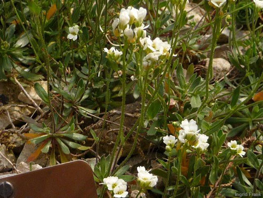 Draba dubia / Eis-Felsenblümchen (Botanischer Garten der Universität Basel)