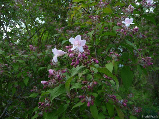 Weigelia spec. (10 Arten)