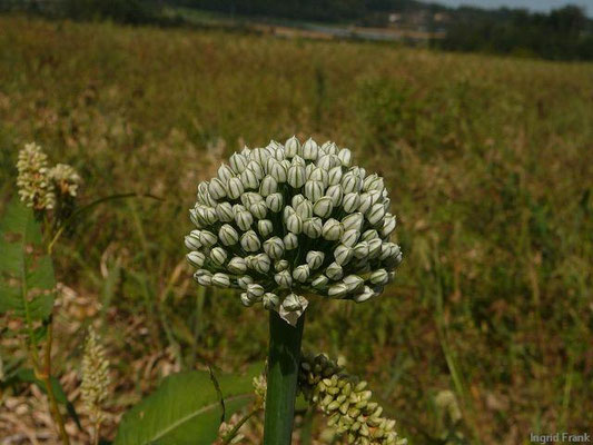 Allium cepa / Küchen-Zwiebel   VI-VIII