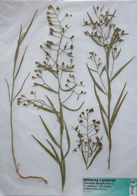 Thesium linophyllon / Mittleres Leinblatt    VI-VII    (Herbarium Dr. Wolf von Thun)