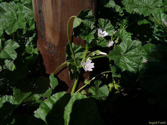 Malva neglecta / Weg-Malve, Kleine Käsepappel    VI-X