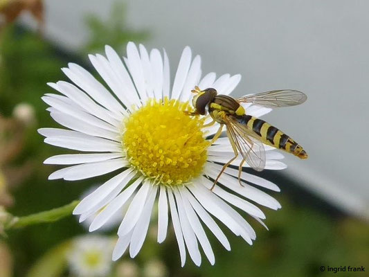 Erigeron annuus / Feinstrahl-Berufkraut    VI-IX