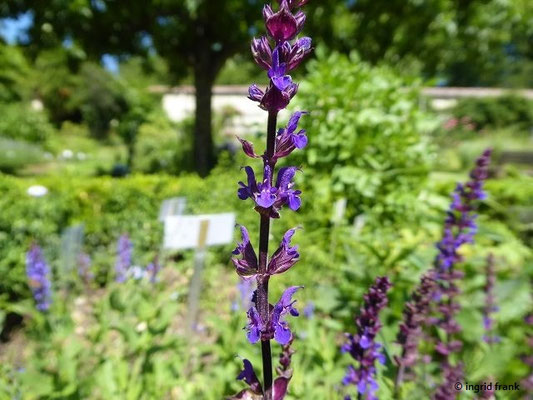 Salvia nemorosa / Steppen-Salbei (03.07.2021; Kloster Inzigkofen, Kräutergarten)