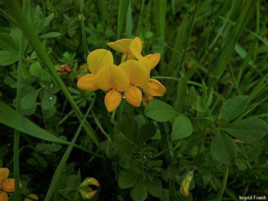 Lotus corniculatus / Gewöhnlicher Hornklee     VI-VIII